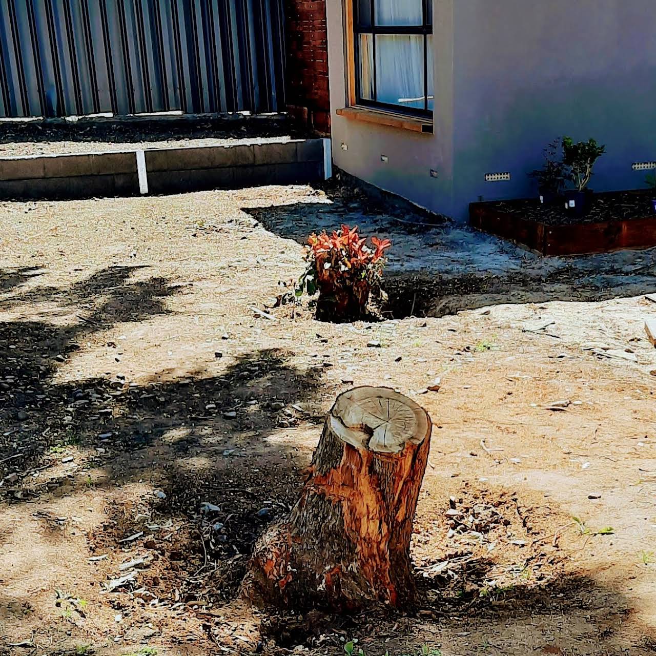 backyard stump